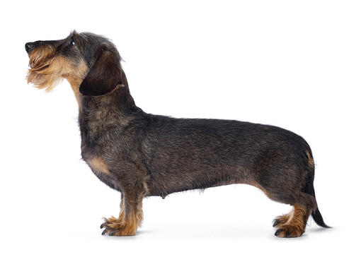 Wire haired dachshund clearance terrier